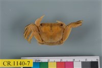 藏品(斑點擬相手蟹)的圖片